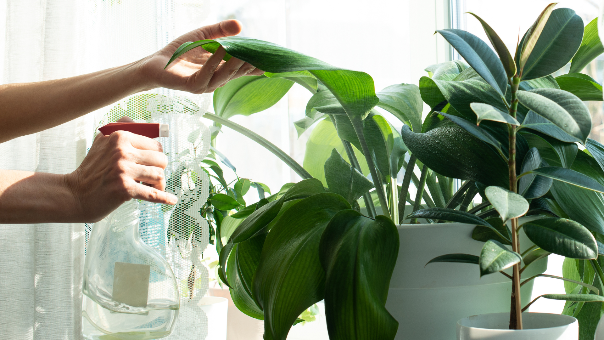 The 15 Easiest Indoor Plants to Grow – And How to Care for Them